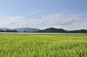 Obraz premium Green rice field near Lak lake, Dak Lak province, Vietnam. 