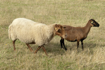 Coburger, Fuchsschaf, Arche-Hof, Bedrohte, gefaehrdet,