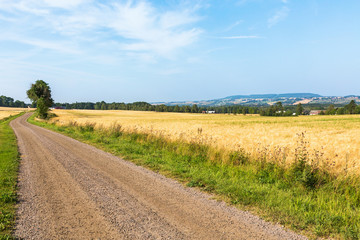 Gravel road on the side of a cornfield