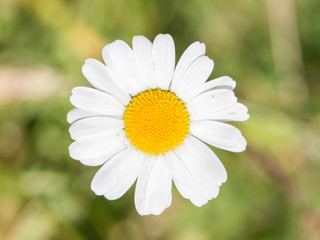 Fototapeta premium Closeup of a beautiful yellow and white Marguerite