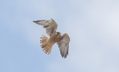 Falcon flying