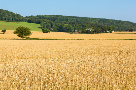 Cornfields on the slope of the hill with a farm
