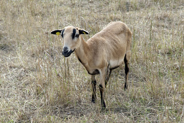 Kamerunschaf, Arche-Hof, Bedrohte, gefaehrdet,
