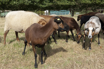 Kamerunschaf, Arche-Hof, Bedrohte, gefaehrdet,