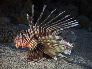 Common lionfish, Rotfeuerfisch (Pterois volitans)