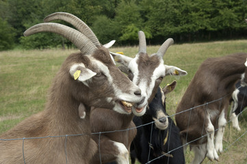 Thueringer, Waldziege, Arche-Hof, Bedrohte, gefaehrdet,