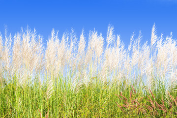 White slender flower grass field