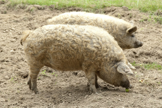 Wollschwein, Mangalica, Arche-Hof, Bedrohte, gefaehrdet,