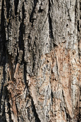 Fototapeta premium Bark tree