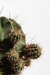 Cactus children, vertical