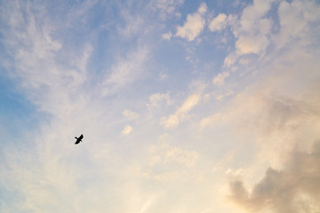 Flying bird in sky