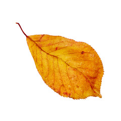 Autumn leaf