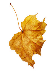 Maple autumn leaf