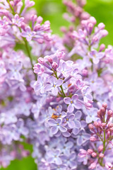 Beautiful lilac flowers