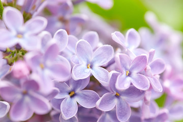 Lilac flowers