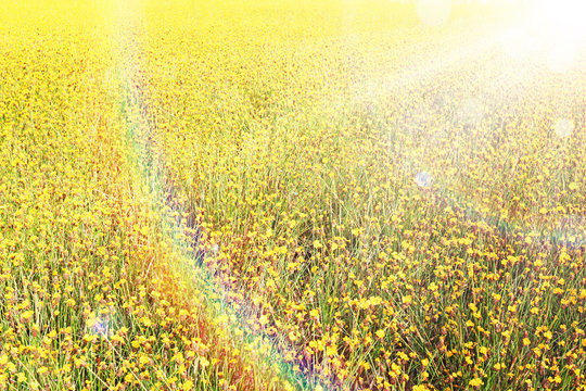 Golden flower field with Brilliantly illuminated light of the sun in the morning with rainbow