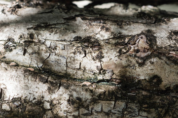 Tree bark close up. Wooden background