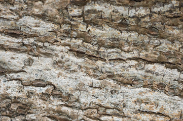 Tree bark close up. Wooden background