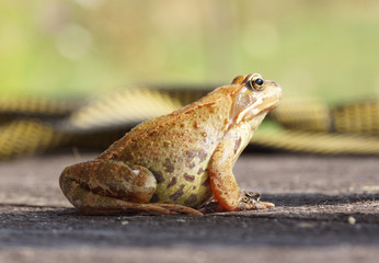 Frog sitting on a wooden surface.