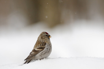 Winter Redpoll in snowdrift