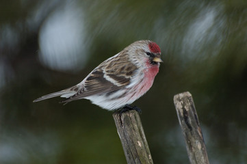 Perching winter Redpoll
