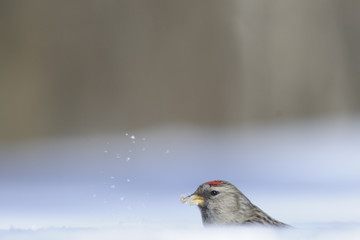 Winter Redpoll in snowdrift