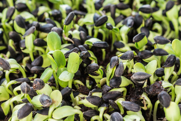 sunflower sprout new life is born