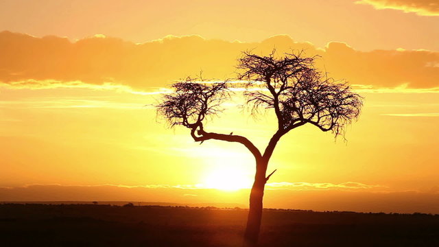 Typical african sunrise with acacia trees in Masai Mara, Kenya, time lapse
