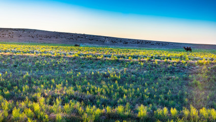 A large flock of sheep and goats.