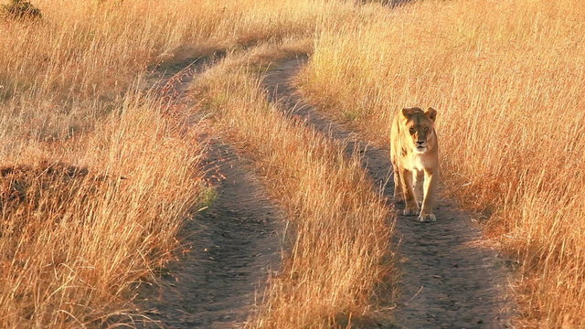 Female lion walking on the road in Masai Mara, Kenya
