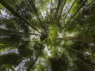 Bamboo Forest