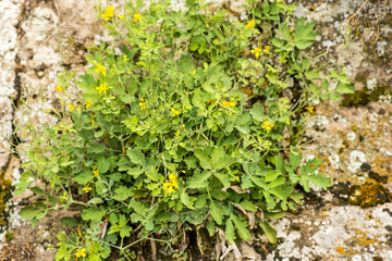 Schöllkraut, Chelidonium majus, Heilpflanze mit Blüte