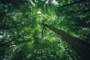 Fototapeta premium forest