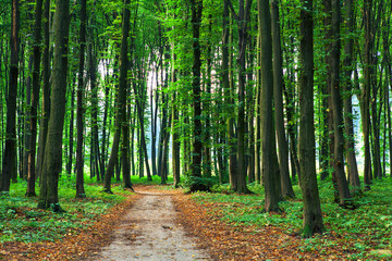 Fototapeta premium forest
