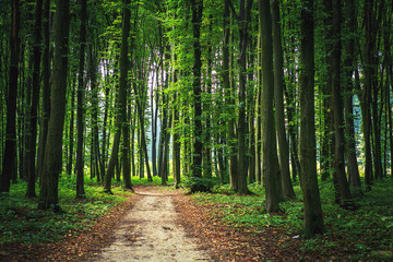 Obraz premium forest