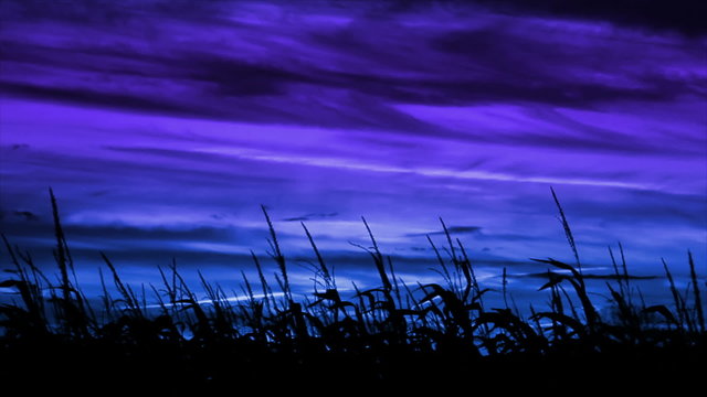 Corn (maize) is blowing in the breeze and silhouetted by a dramatic blue and violet purple evening sky with dark clouds. 