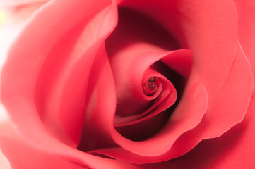 pink rose close up
