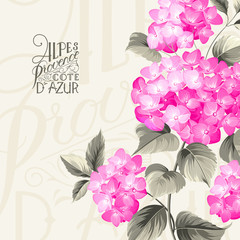 Purple flower hydrangea.