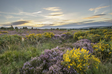Obraz premium Heather in flower at sunset