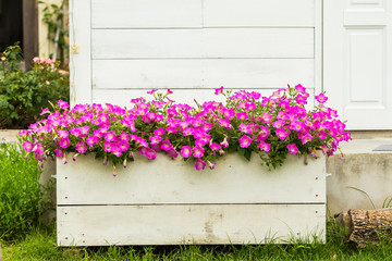 Pink petunia flower