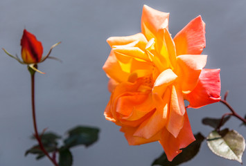 variété ancienne de rose orange