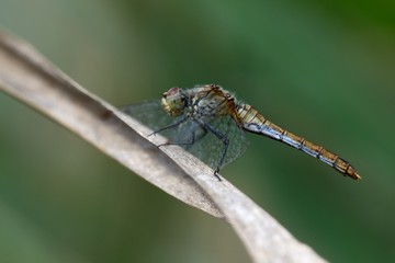 Sympetrum sanguineum, femmina