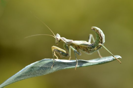 Mantide Ameles spallanziana, femmina 