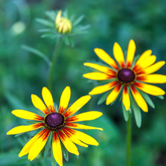 Yellow flowers in green grass garden