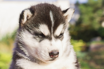 Siberian husky dog outdoors. Portrait of a little husky dog puppy. Close-up.