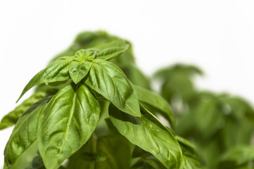 Fresh basil with white background