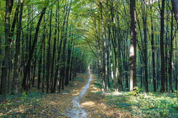 Obraz premium Autumn deciduous forest on a sunny day