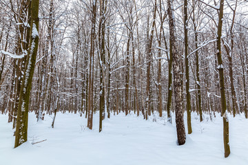 Winter landscape. Trees covered with snow