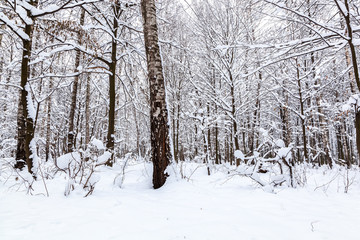 Winter landscape. Trees covered with snow