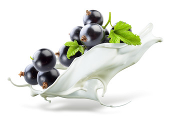 Black currant falling into milk. Splash isolated on white backgr
